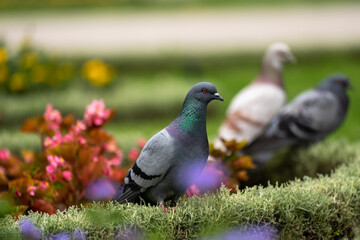 pigeons on the lawn, urban birds