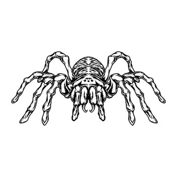 tarantula line art vector illustration design
