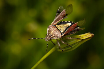 Dolycoris baccarum. Sloe bug. Hairy shieldbug. Close-up photo. Nature background. 