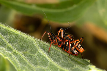 Reduviidae Rhynocoris rubricus. Close-up photo. Nature background. 