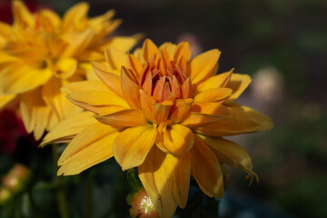 Dahlia Blooming Flower in a Spring Summer Garden