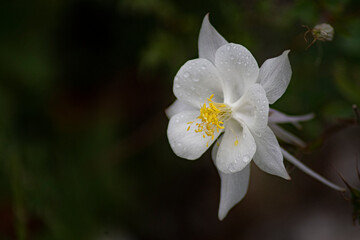 Columbine 