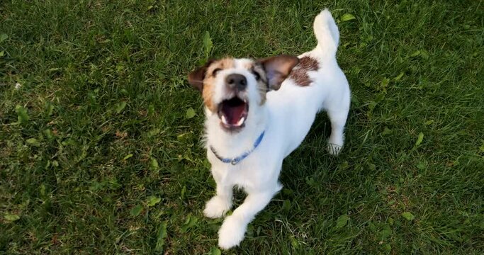 The dog barks and snaps in the game. Spending time with a pet.