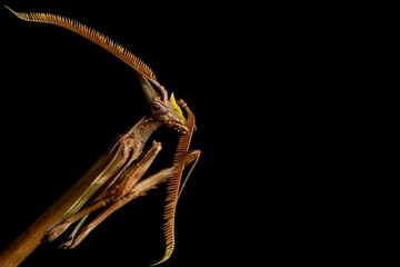 Praying mantis. Close-up photo. Black background. 