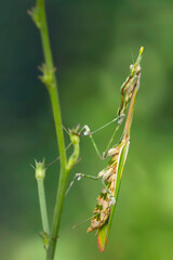 Praying mantis. Close-up photo. Nature background. 