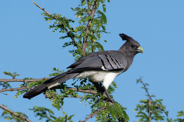 White-bellied Go-away-bird on a branch