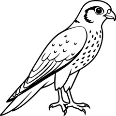 Captivating American Kestrel Vector Illustration A Detailed Guide