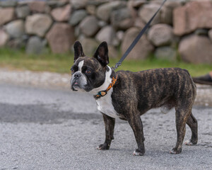Brindle French Bulldog on walk outdoors. Portrait of a young purebred bulldog walking on a summer day.