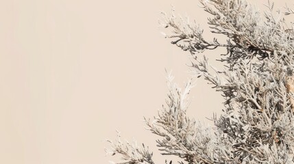 Fototapeta premium Neutral beige background for cosmetics, with juniper and wood composition