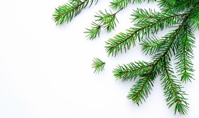 Obraz premium Evergreen Christmas Branch, Festive Winter Decor, Pine Tree Garland