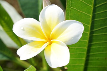 一輪のプルメリア
