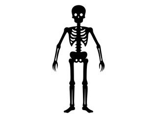 Black silhouette of a human skeleton isolated on a white background. Concept of Halloween, anatomy illustration, bone structure, spooky illustration. Print, icon, design element.