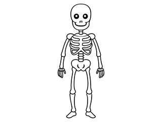 Black outline of a human skeleton isolated on a white background. Concept of Halloween, anatomy illustration, bone structure, spooky illustration. Print, icon, design element