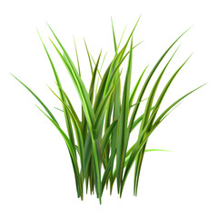 Long green grass blades on a transparent background.