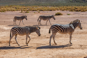 Obraz premium Exposure of a group of African zebras , done in a South Africa Safari.