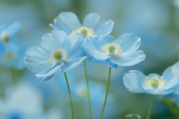 Obraz premium Vibrant Blue Poppy Field with a Soft Focus Effect