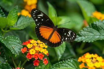 Naklejka premium Vivid Tropical Garden, Orange and Black Butterfly on Flowering Plant