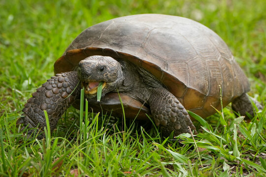 Gopher Tortoise eating grass