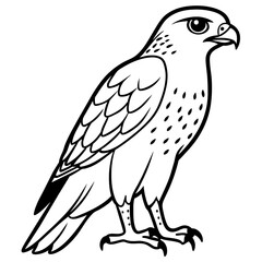 Stunning Cooper's Hawk Vector Illustration: High-Quality Digital Art for Nature Enthusiasts