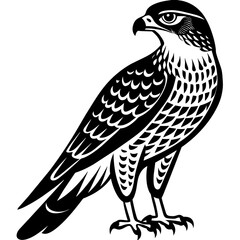 Stunning Cooper's Hawk Vector Illustration: High-Quality Digital Art for Nature Enthusiasts