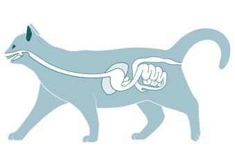 Digestive system of the cat  medical veterinary PNG illustration