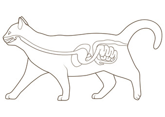 Digestive system of the cat  medical veterinary PNG illustration