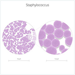 Staphylococcus bacterium medical science educational PNG illustration