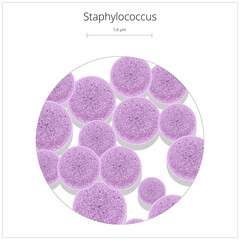 Staphylococcus bacterium medical science educational PNG illustration