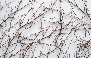 Barren Branch Bare Tree Limbs