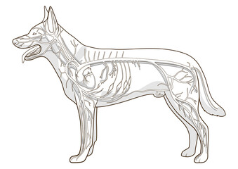 Vascular system of the dog medical veterinary science educational PNG illustration