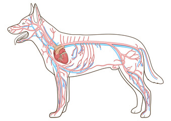 Vascular system of the dog medical veterinary science educational PNG illustration