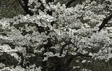 close up of beautiful flowering  white  dogwood flowers  in spring in  the public gardens  of  bellefontaine cemetery  in north st. louis, missouri