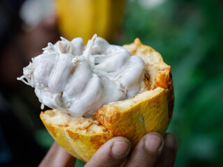 Close-up photo of an open cocoa fruit freshly plucked from a cocoa tree.