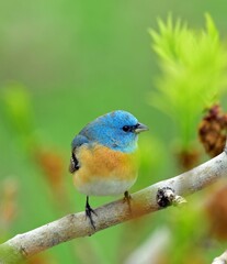 colorful blue-headed lazuli bunting perched on a  branch of an ash tree in early summer in...