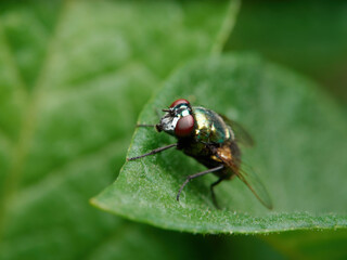 Lucilia Silvarum