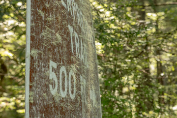 Moss Grows On Trail Sign In Redwood