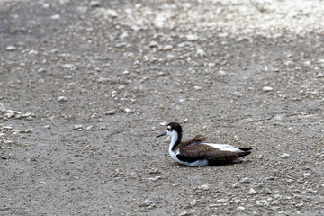 Photo of black-necked stilt in Florida