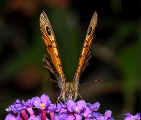Lasiommata megera with open wings and both wing eyes visible.