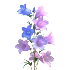 Campanula Flowers in Blue and Pink Colors on transparent background for Garden Design, with High-Quality Clipping Mask