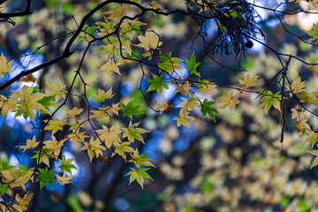 御岩神社　紅葉