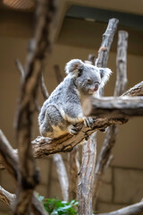 どっしりしたコアラ