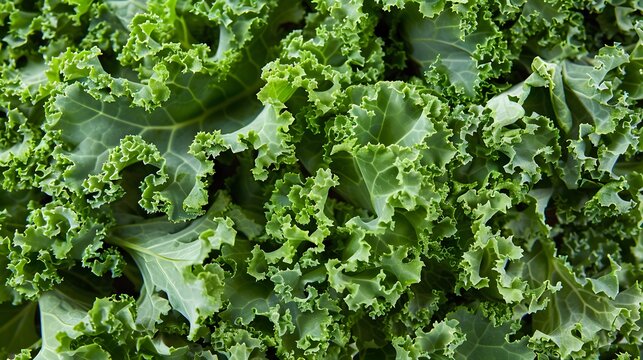 Colorful vegetable background. Horizontal wallpaper full of kale. Local product and harvest season