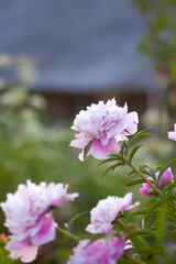 Pink peony flowers. Summer garden plants in flowering season.