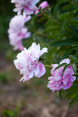 Fototapeta premium Pink peony flowers. Summer garden plants in flowering season.