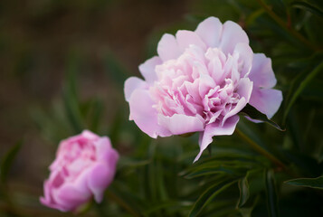 Obraz premium Pink peony flowers. Summer garden plants in flowering season.