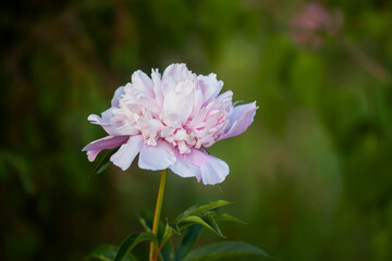 Obraz premium Pink peony flowers. Summer garden plants in flowering season.