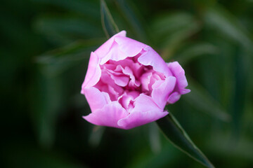 Pink peony flowers. Summer garden plants in flowering season.