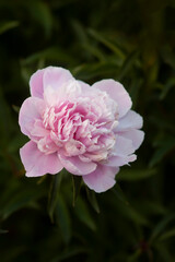 Pink peony flowers. Summer garden plants in flowering season.