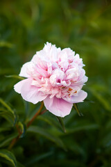 Obraz premium Pink peony flowers. Summer garden plants in flowering season.