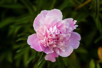 Pink peony flowers. Summer garden plants in flowering season.